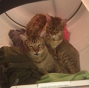 Every Dryer Should Come With Its Own Cats